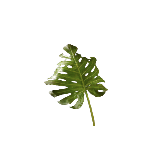 Лист монстеры