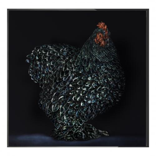 Картина  Gallo Cedrone