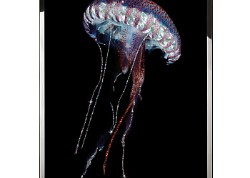 Картина Steno