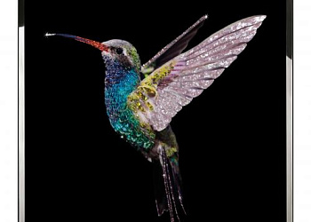 Картина Colibri BIG