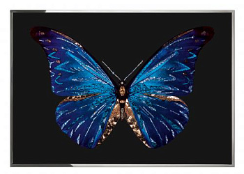 Картина  Farfalla