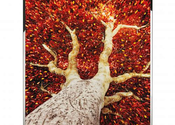 Картина Albero