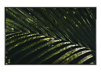 Картина Palma Areca