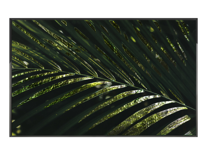 Картина Palma Areca