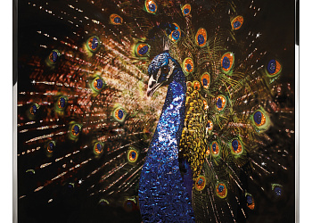 Картина Pavone