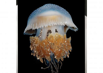 Картина Euriale