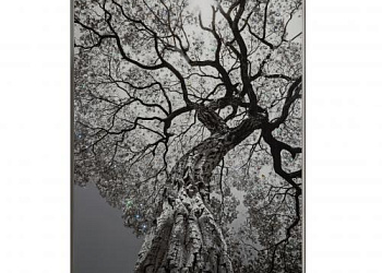 Картина  Arbor