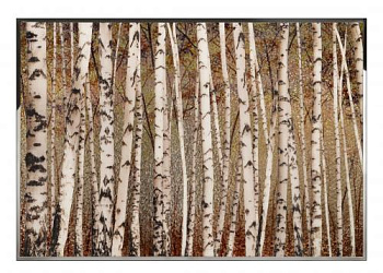 Картина Birches