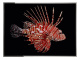 Картина Pesce Scorpione