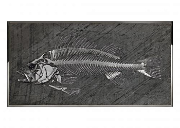 Картина   Lisca DI Pesce