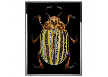 Картина  Coleottero GialloI