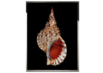 Картина Tritonis