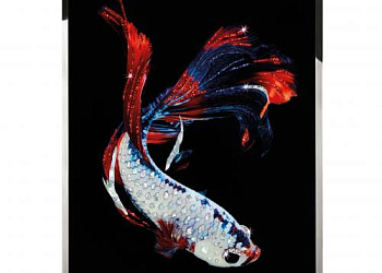 Картина  Betta Splendes