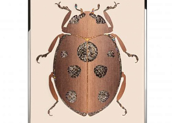 Картина  Beetle F