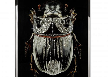 Картина  Coleottero  Nero