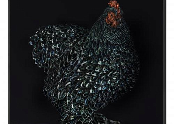 Картина Gallo Cedrone