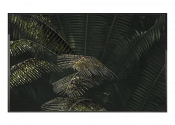 Картина  Kentia