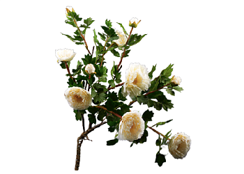 Ветка пиона 