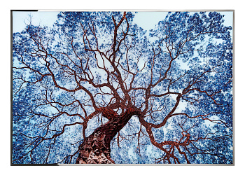 Картина Tree of Dream