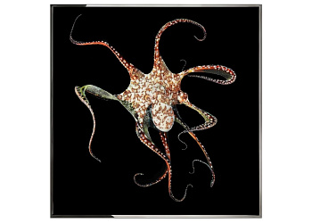 Картина Piovra