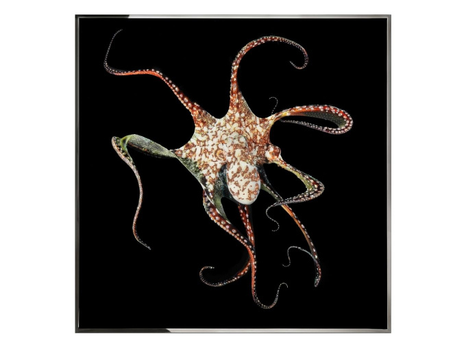 Картина Piovra